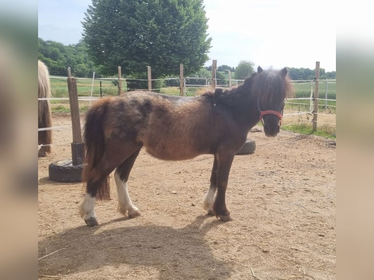 Shetland Giumenta 21 Anni 86 cm in Sinsheim