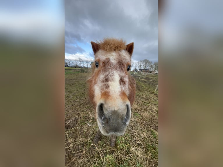 Shetland Giumenta 26 Anni 100 cm Baio chiaro in Hengelo (Gld)