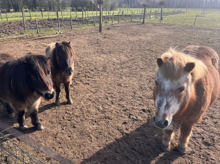 Shetland Giumenta 26 Anni 100 cm Baio chiaro in Hengelo (Gld)