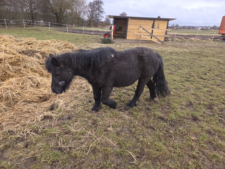 Shetland Giumenta 27 Anni 100 cm Morello in Rottenburg am Neckar