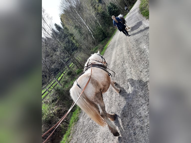 Shetland Giumenta 27 Anni 106 cm Grigio in Elterlein