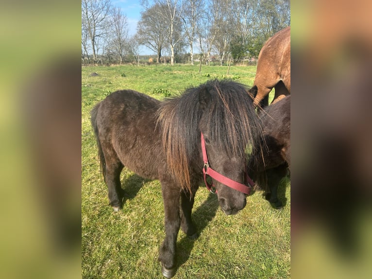 Shetland Giumenta 2 Anni 105 cm Morello in Moormerland