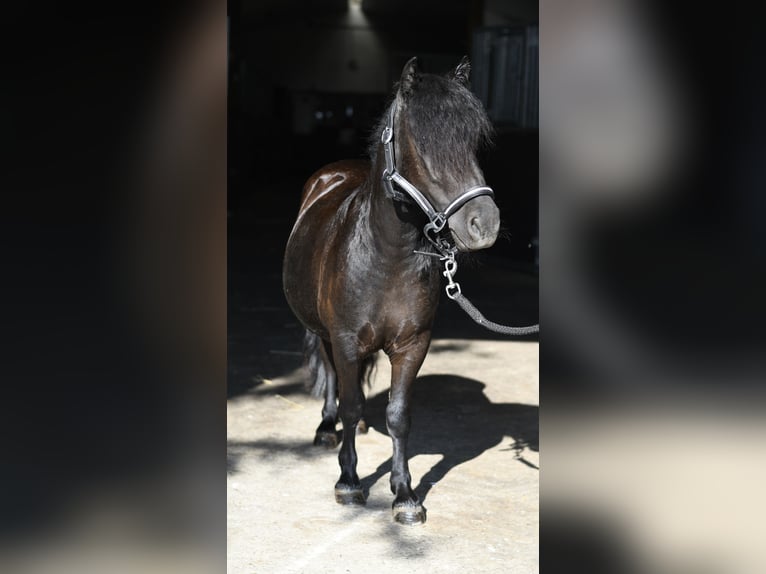Shetland Giumenta 2 Anni 105 cm Morello in Geilenkirchen