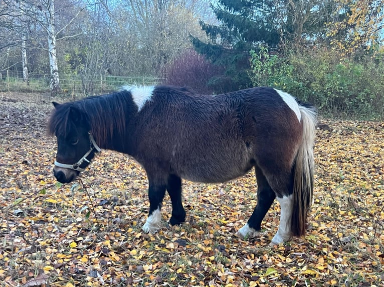 Shetland Giumenta 2 Anni 105 cm Pezzato in Grimmen