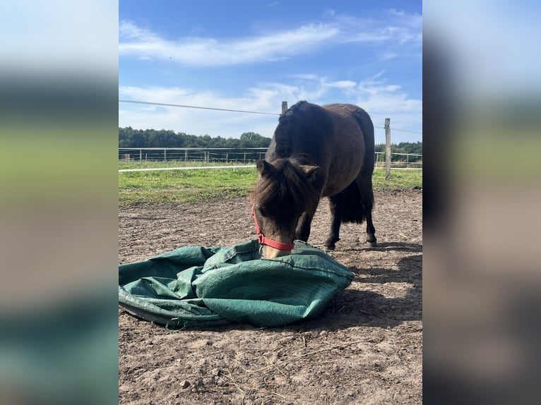 Shetland Giumenta 2 Anni 76 cm Baio in Niepars