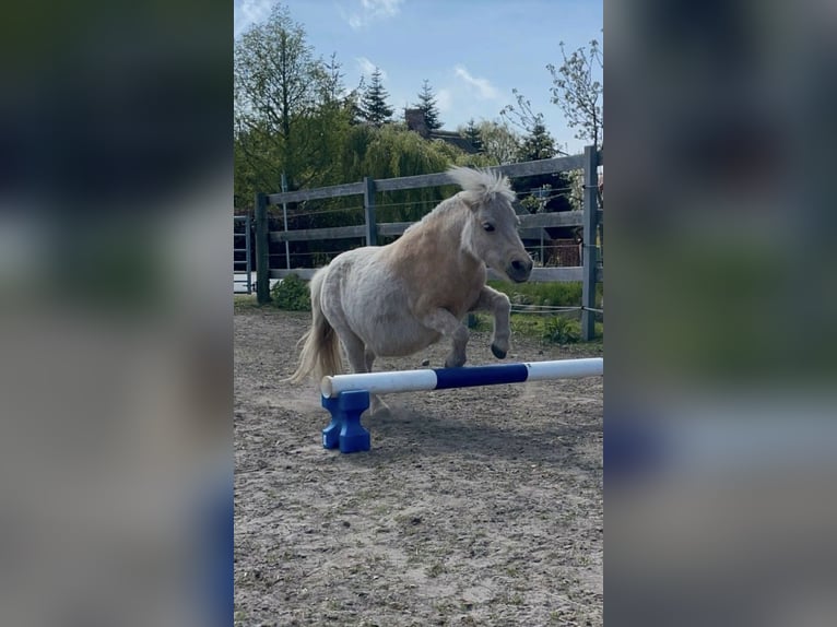 Shetland Giumenta 2 Anni 80 cm Sauro in Bordelum