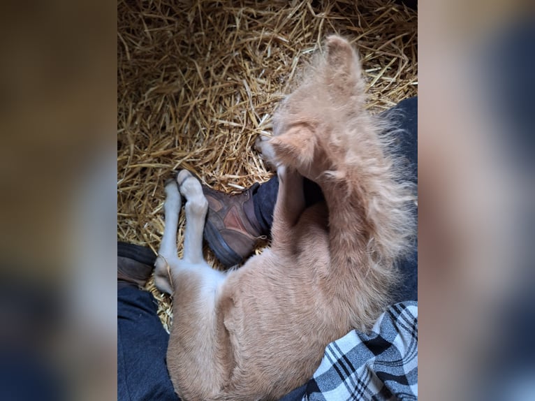 Shetland Giumenta 2 Anni 84 cm Palomino in Gouderak