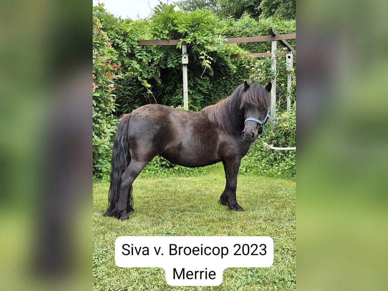 Shetland Giumenta 2 Anni Bianco in Veghel