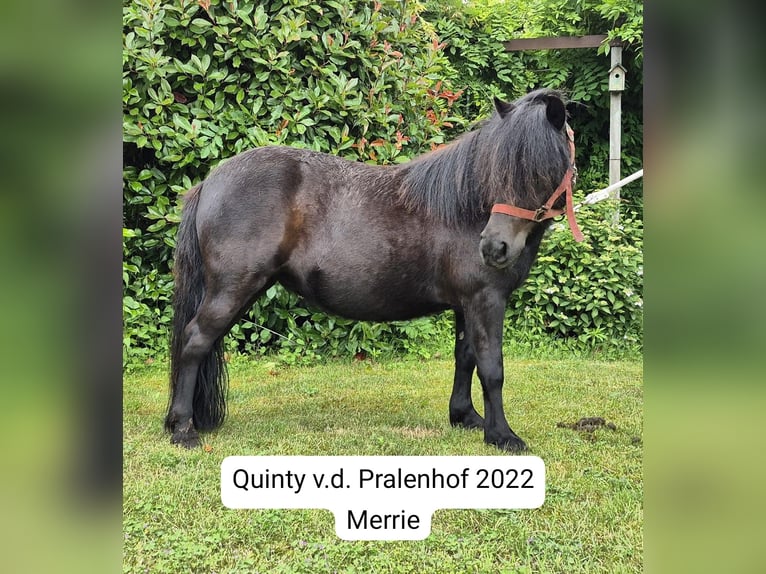Shetland Giumenta 2 Anni Bianco in Veghel