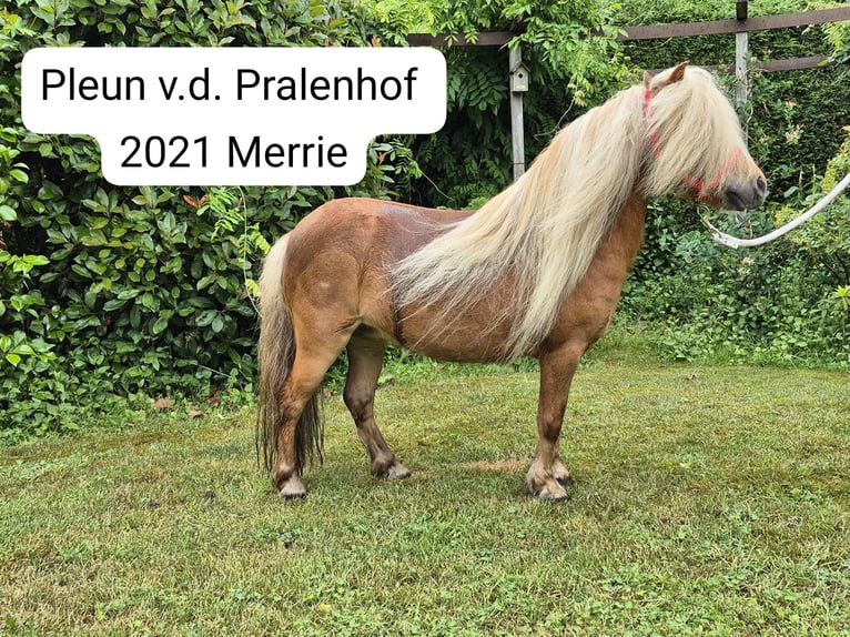 Shetland Giumenta 2 Anni Bianco in Veghel