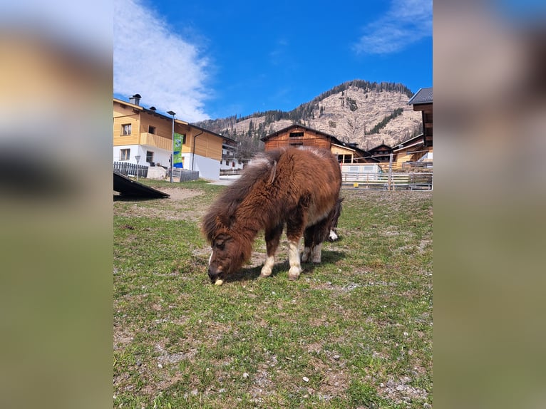 Shetland Giumenta 2 Anni in Obertilliach