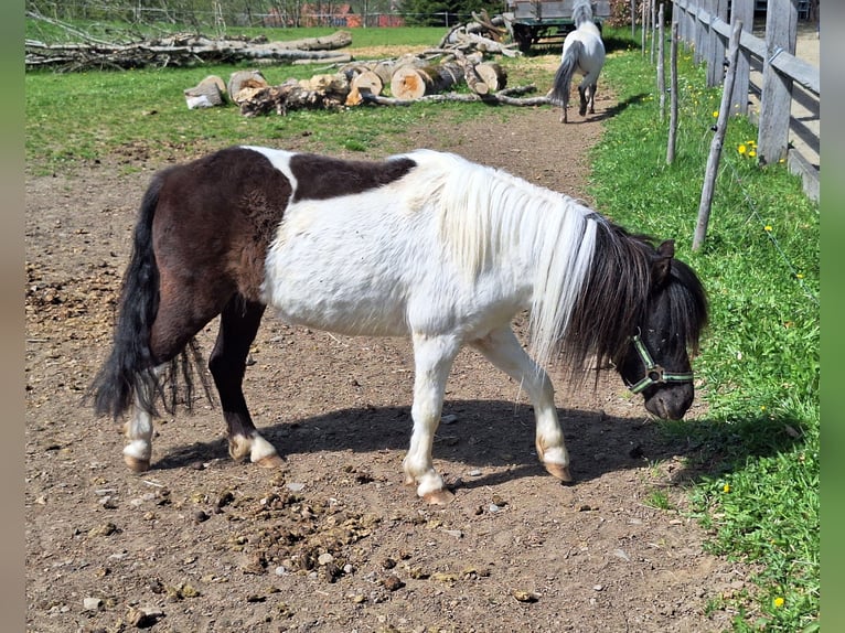 Shetland Giumenta 3 Anni 100 cm Pezzato in Argenbühl