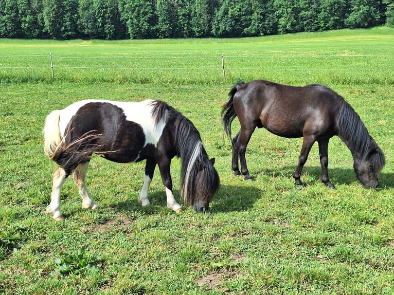 Shetland Giumenta 3 Anni 100 cm Pezzato in Argenbühl