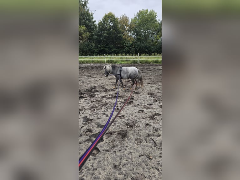 Shetland Mix Giumenta 3 Anni 100 cm Può diventare grigio in Haren
