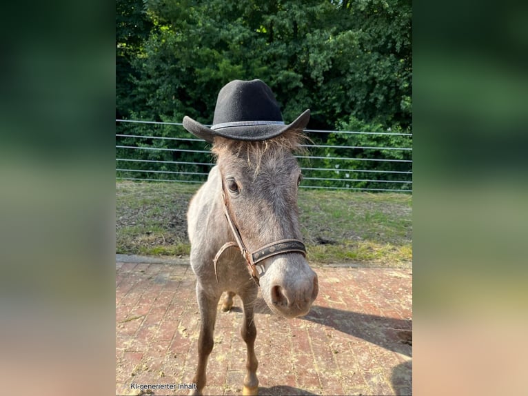 Shetland Mix Giumenta 3 Anni 100 cm Può diventare grigio in Haren