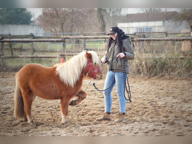 Shetland Giumenta 3 Anni 107 cm Sauro in Annaburg