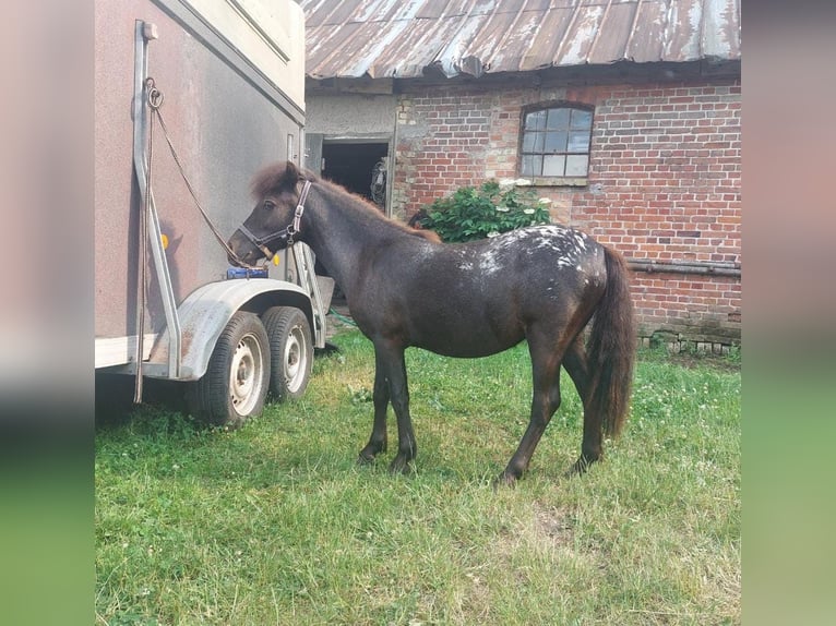 Shetland Giumenta 3 Anni 108 cm Leopard in Gadebusch