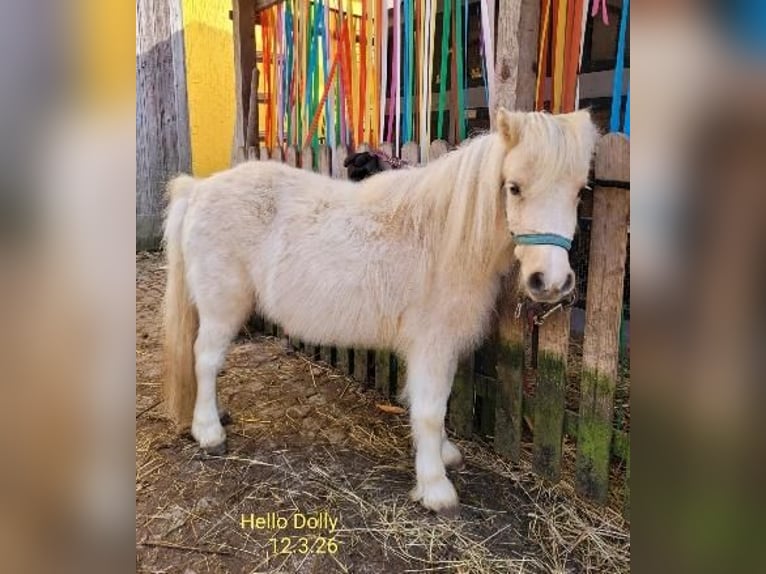 Shetland Giumenta 3 Anni 90 cm Palomino in Himmelstadt