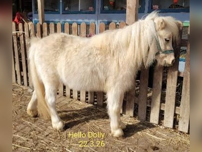 Shetland Giumenta 3 Anni 90 cm Palomino in Himmelstadt