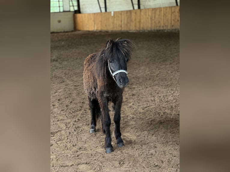 Shetland Mix Giumenta 3 Anni 91 cm Morello in Löwenberger Land