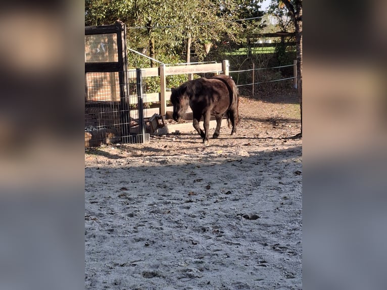 Shetland Giumenta 3 Anni Baio nero in Nordhorn