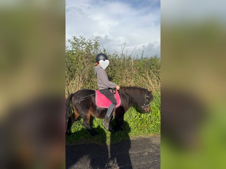 Shetland Giumenta 4 Anni 100 cm Baio in Glücksburg