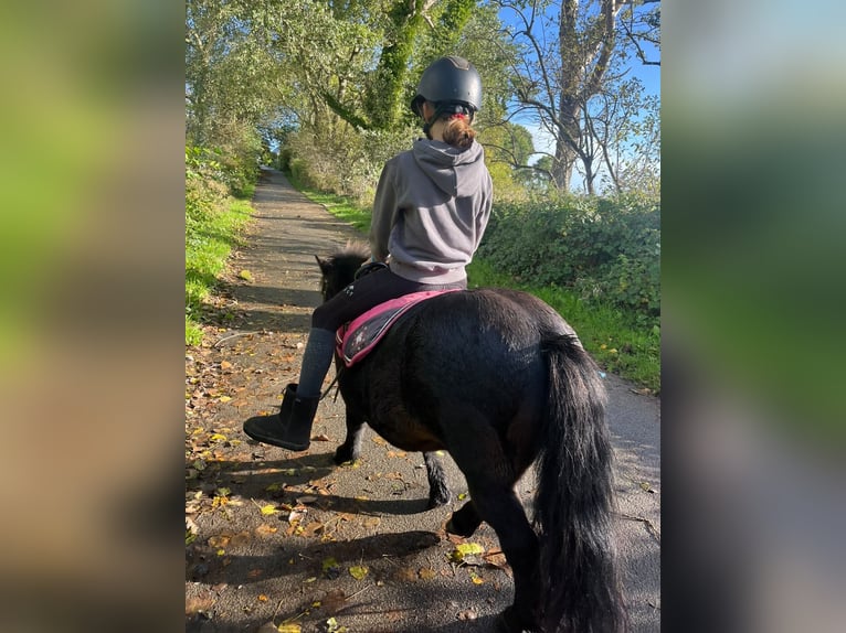 Shetland Giumenta 4 Anni 100 cm Baio in Glücksburg