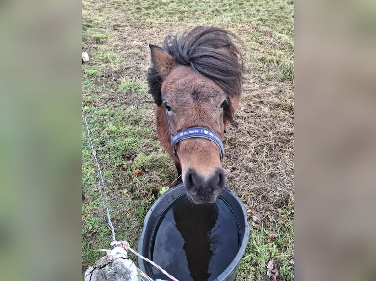 Shetland Giumenta 4 Anni 100 cm Baio scuro in Brucht