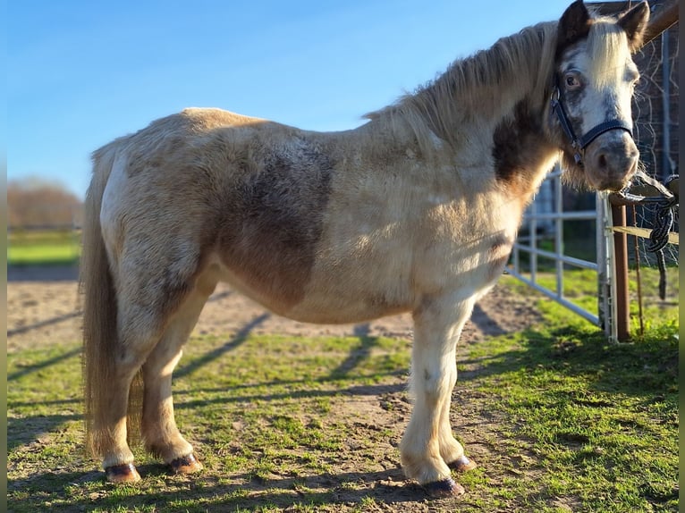 Shetland Giumenta 4 Anni 100 cm Pezzato in Twist