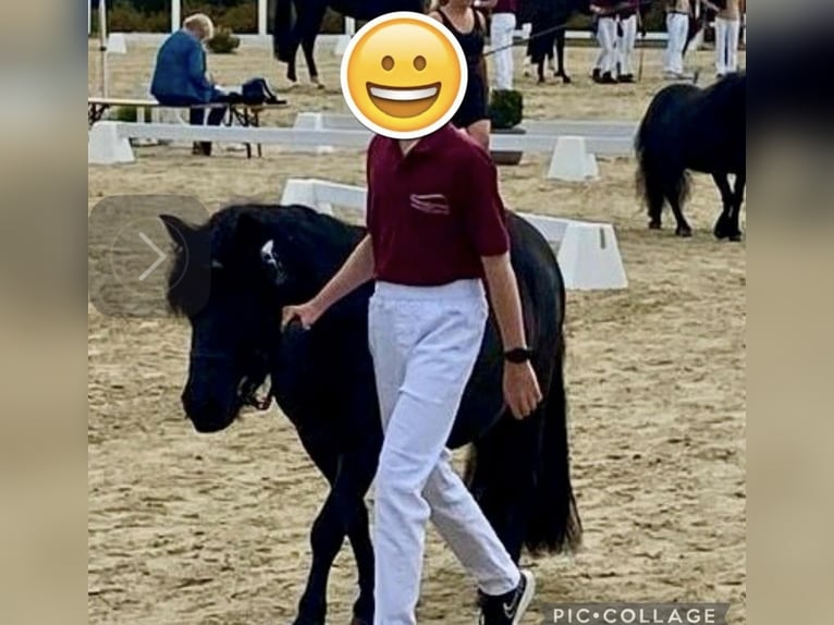 Shetland Giumenta 4 Anni 103 cm Morello in Finsterwalde