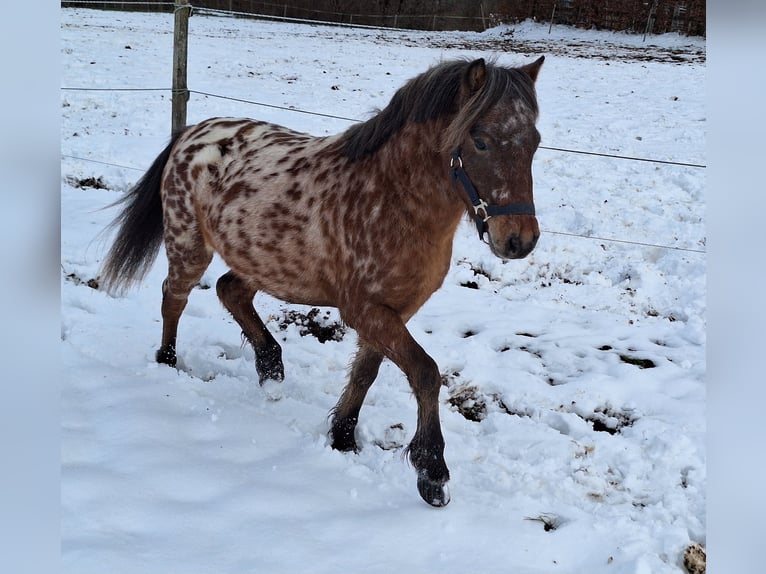 Shetland Giumenta 4 Anni 103 cm Morello in Argenbühl