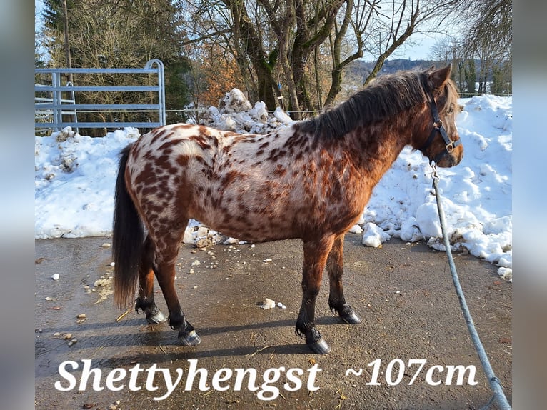 Shetland Giumenta 4 Anni 103 cm Morello in Argenbühl