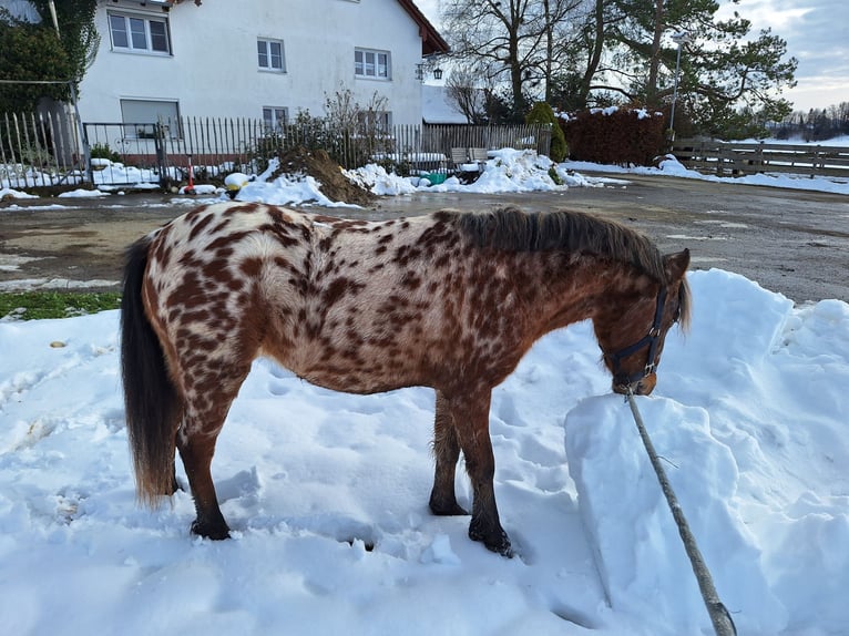 Shetland Giumenta 4 Anni 103 cm Morello in Argenbühl