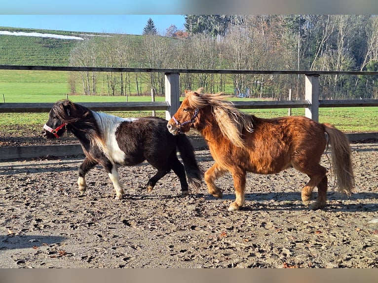 Shetland Giumenta 4 Anni 103 cm Morello in Argenbühl