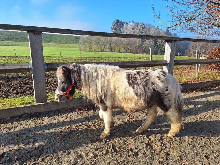 Shetland Giumenta 4 Anni 103 cm Morello in Argenbühl