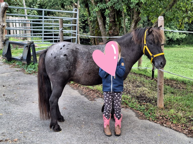 Shetland Giumenta 4 Anni 103 cm Morello in Argenbühl