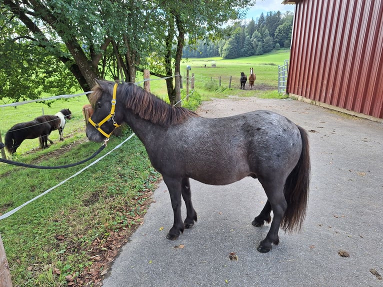 Shetland Giumenta 4 Anni 103 cm Morello in Argenbühl