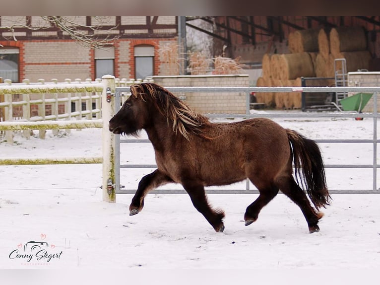 Shetland Giumenta 4 Anni 105 cm Falbo in Gardelegen