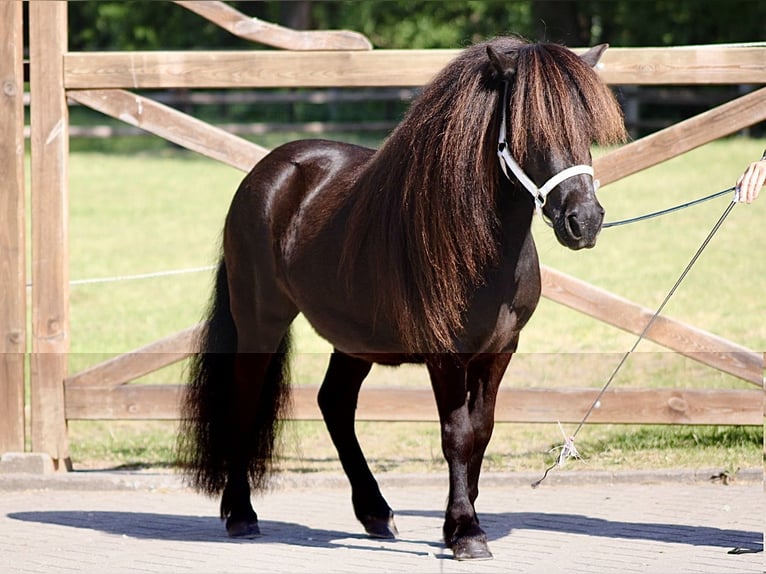 Shetland Giumenta 4 Anni 105 cm Morello in Flörsbachtal