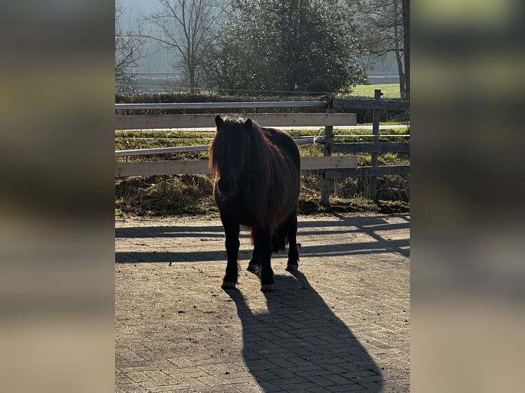 Shetland Giumenta 4 Anni 106 cm Morello in Rüthen