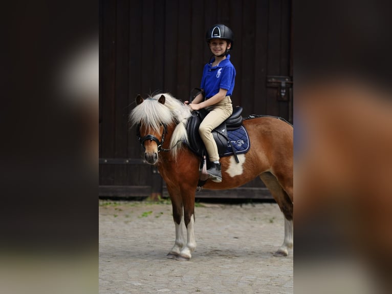 Shetland Giumenta 4 Anni 106 cm Pezzato in Kicinland