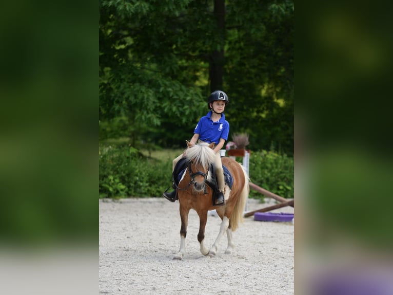 Shetland Giumenta 4 Anni 106 cm Pezzato in Kicinland