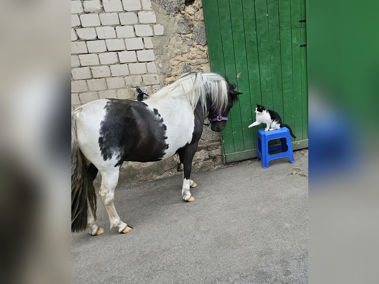 Shetland Giumenta 4 Anni 107 cm Pezzato in Bad Rothenfelde