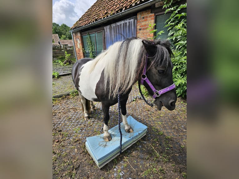 Shetland Giumenta 4 Anni 107 cm Pezzato in Bad Rothenfelde