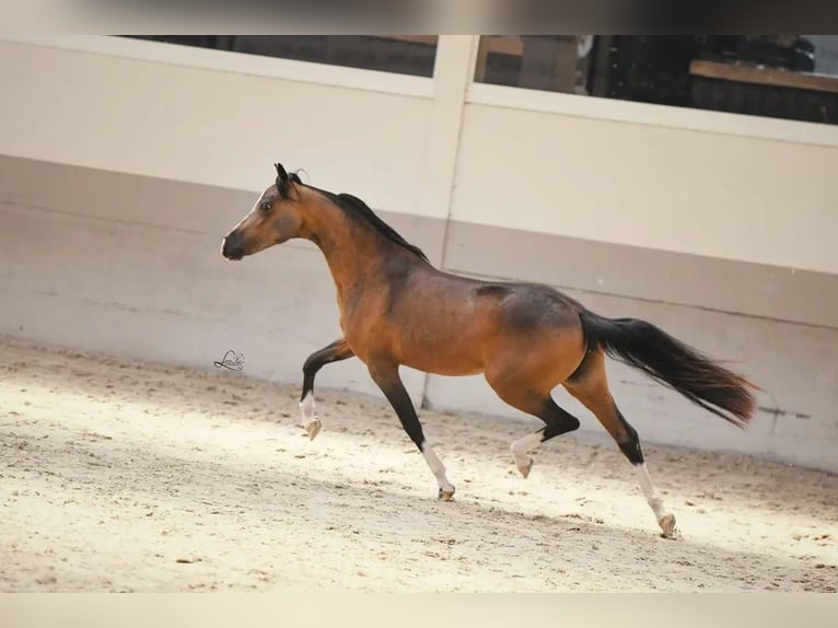 Shetland Giumenta 4 Anni 119 cm Baio in Borgstedt