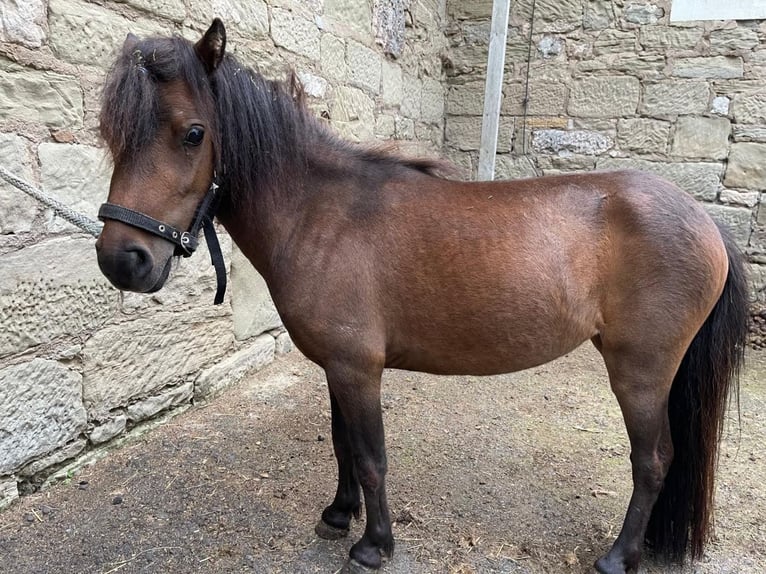 Shetland Giumenta 4 Anni 78 cm Baio in Kitzingen