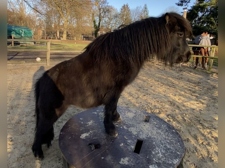 Shetland Giumenta 4 Anni 95 cm Baio scuro in Bremen