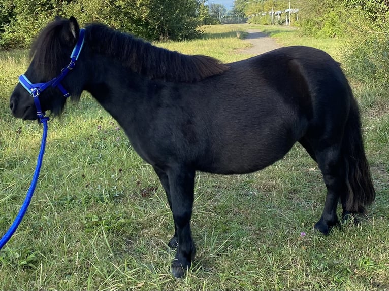 Shetland Giumenta 4 Anni 95 cm Baio scuro in Bremen