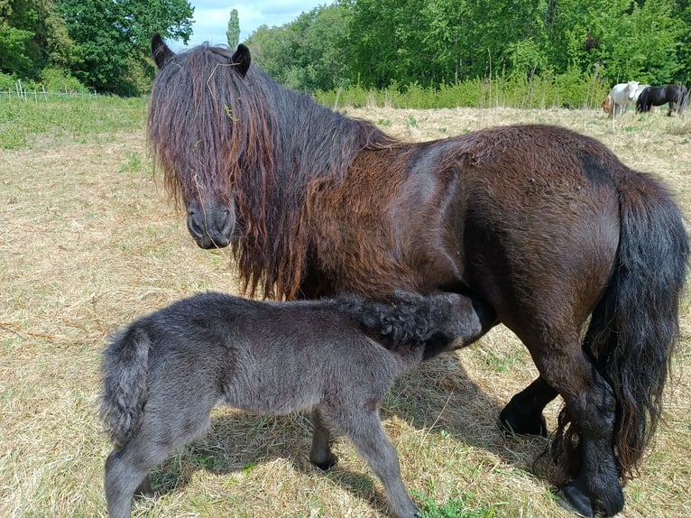 Shetland Giumenta 4 Anni Morello in Kiel