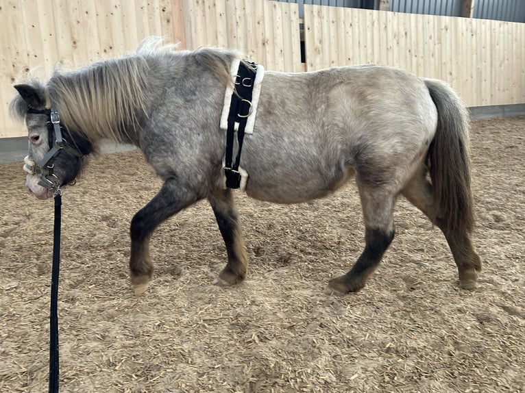 Shetland Giumenta 5 Anni 100 cm Leopard in Schieren